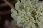 Bighead pygmycudweed